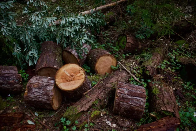 CM Tree Service LLC picture