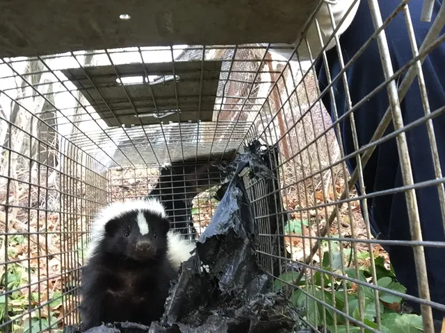 Western Mass Wildlife Removal work photo