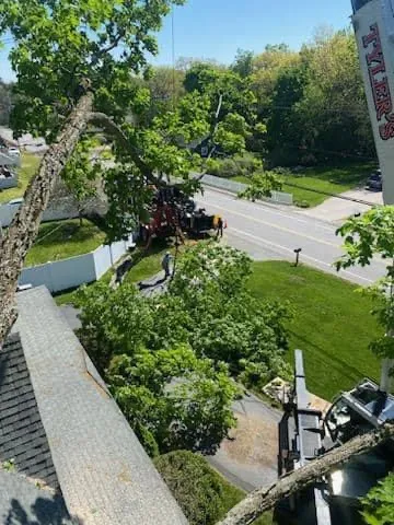 work photo from bedfordtrees.com
