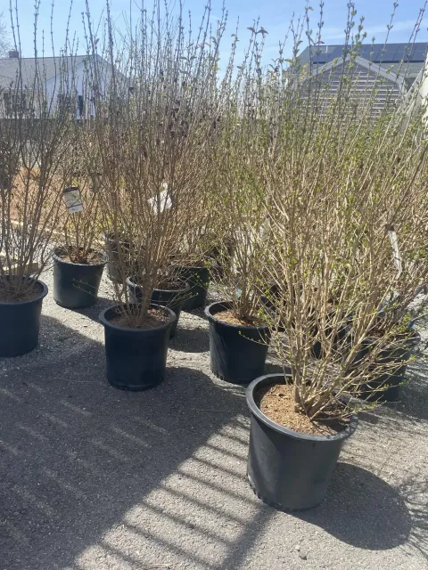 Tree Planting Services
