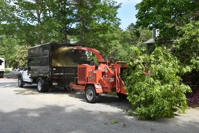 tree trimming