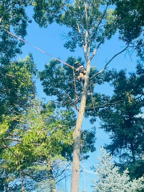 Tree Pruning Services