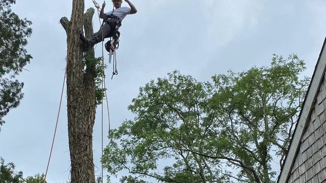 Premium Tree and Landscaping Services work photo