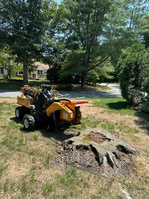 Residential stump grinding on Cape Cod with Cape Stump Grinding equipment