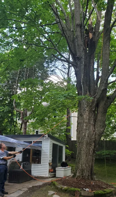 CFB Newton Tree Services work photo