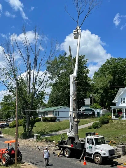 work photo from 12treecompany.com
