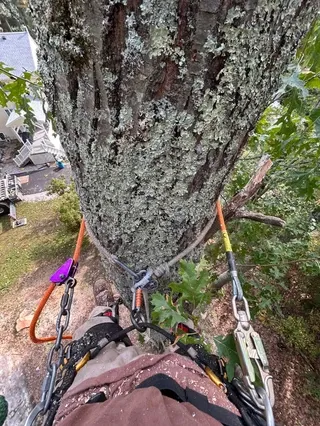 A to Z Tree Service researched project photo