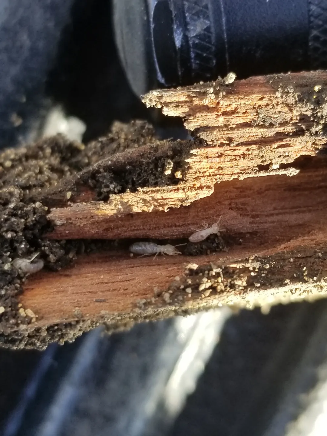 Advantage Pest Control, Inc