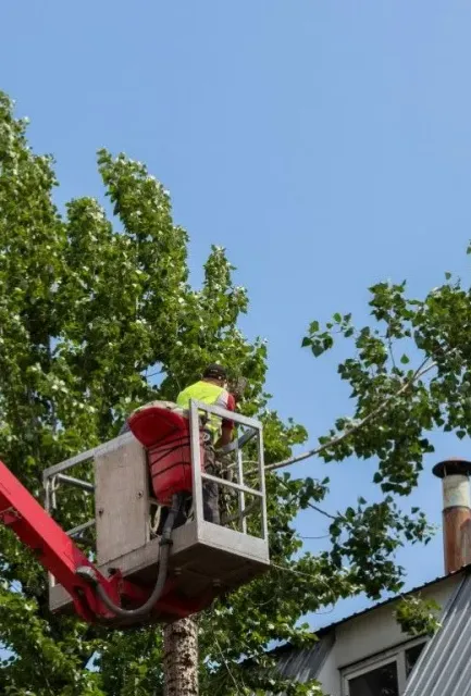 An image of Tree Trimming Services in Shelton, CT