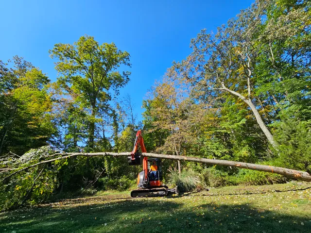 Little Stevie's Tree Work LLC work photo