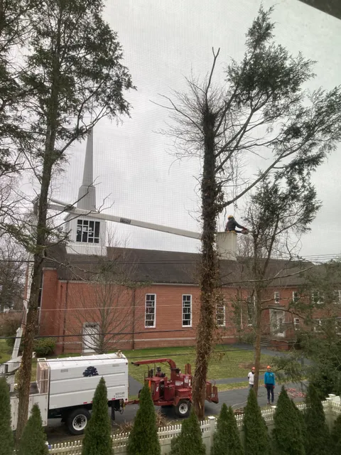 LD General tree care work photo