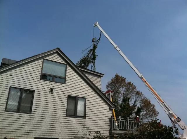 work photo from rttreeremoval.com