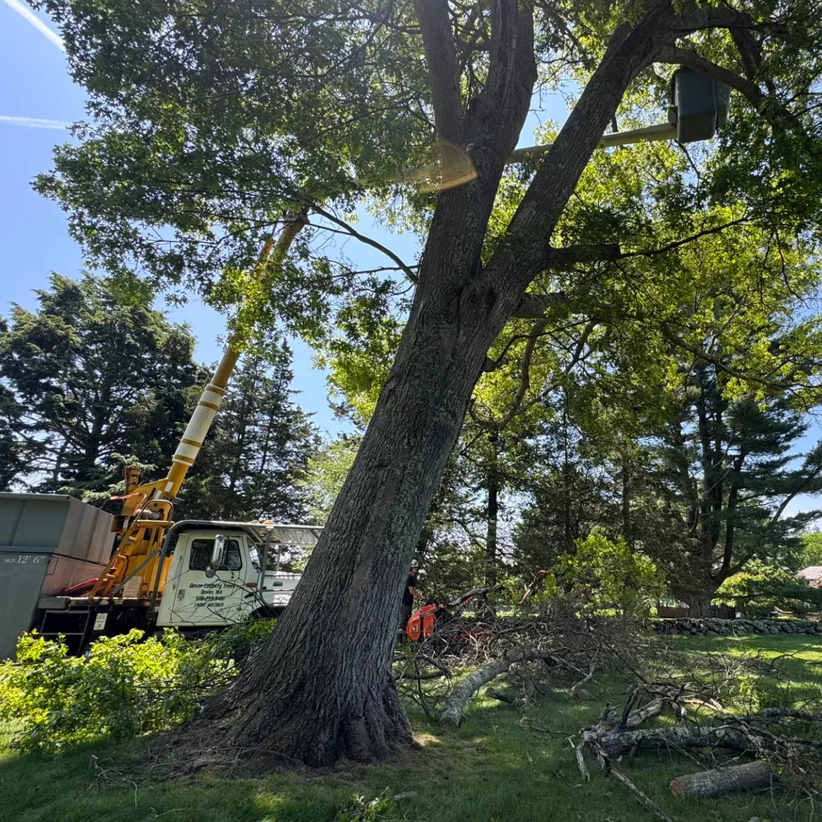 work photo from dovercountrytrees.com