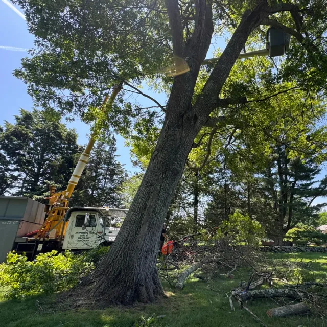 work photo from dovercountrytrees.com