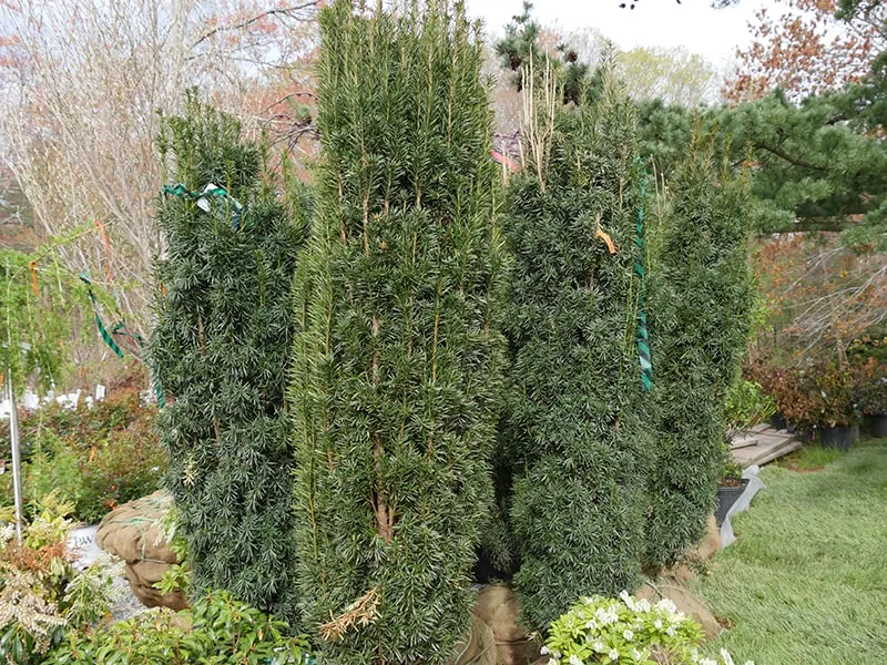 work photo from echobrooknursery.com