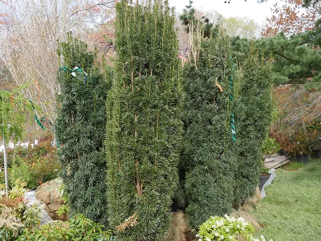 work photo from echobrooknursery.com