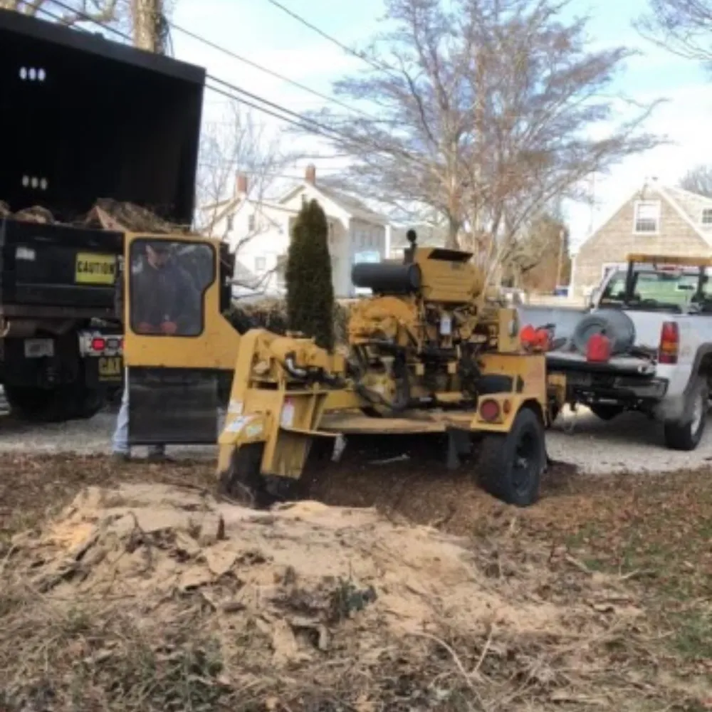 tree removal equipment