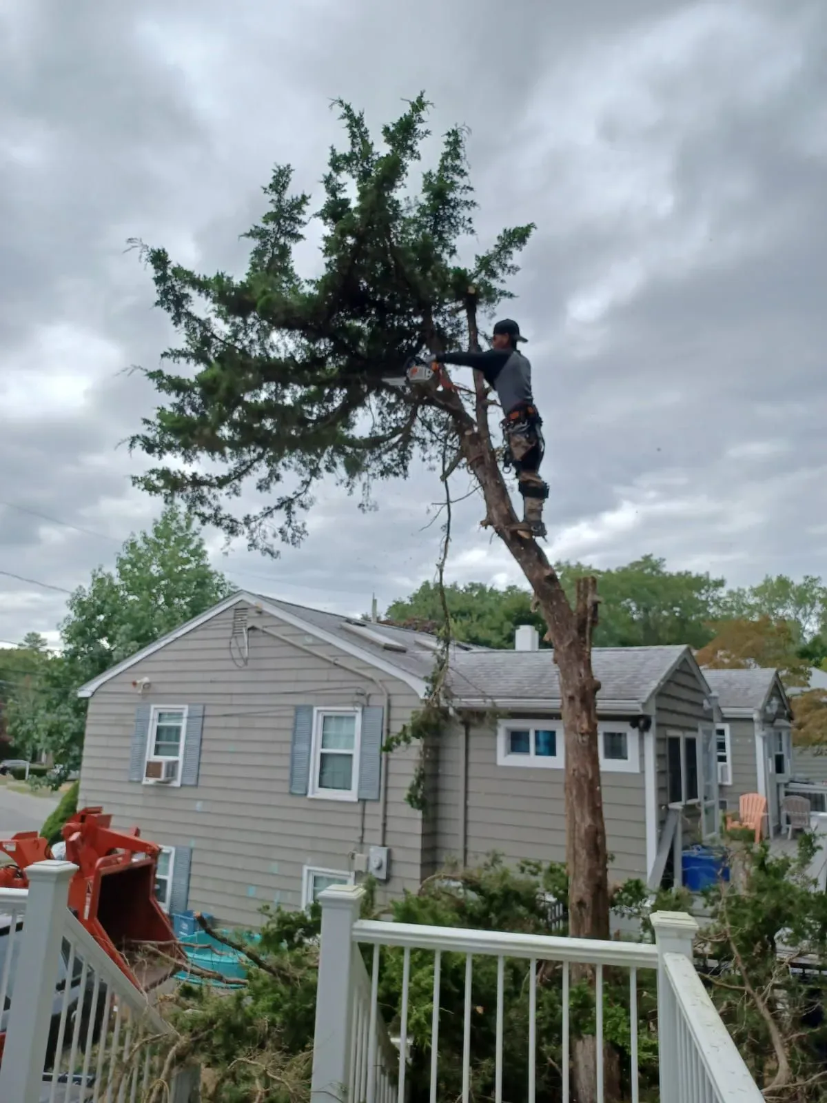 Tree trimming