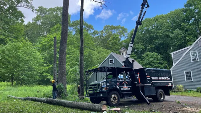 Angel's Ultimate Tree Removal LLC work photo