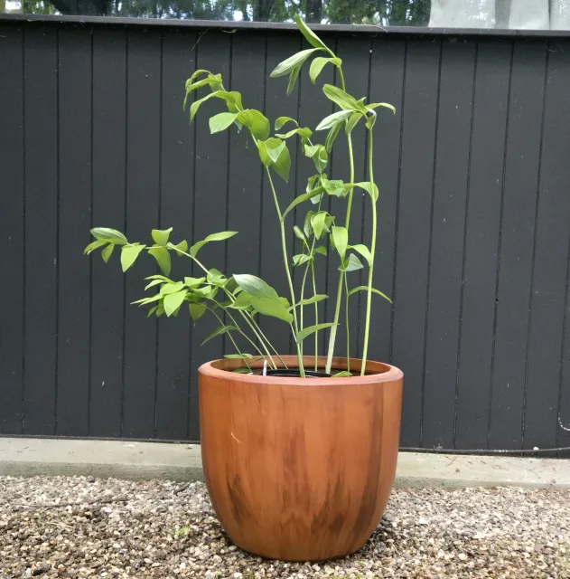 Three decorative potted plants with green and burgundy foliage on a front porch. The Green Porch Co Shade Sanctuary Guide for container gardens in full shade.