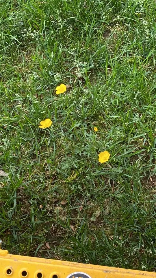 Weed Control