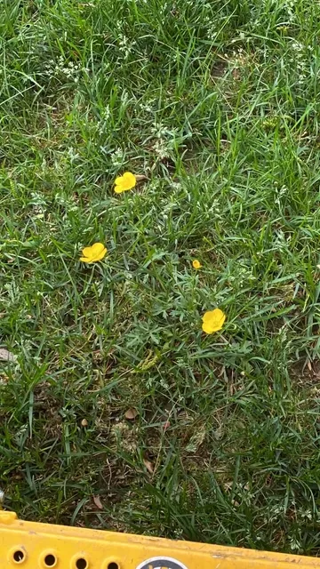 Weed Control