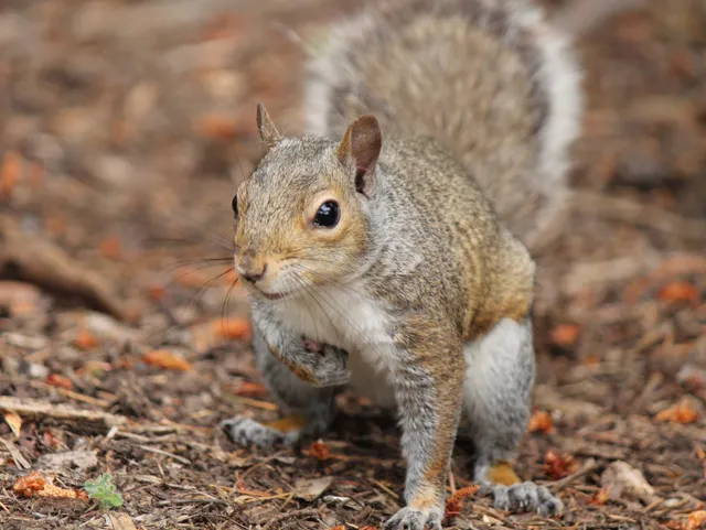 Squirrels in Your Garage?