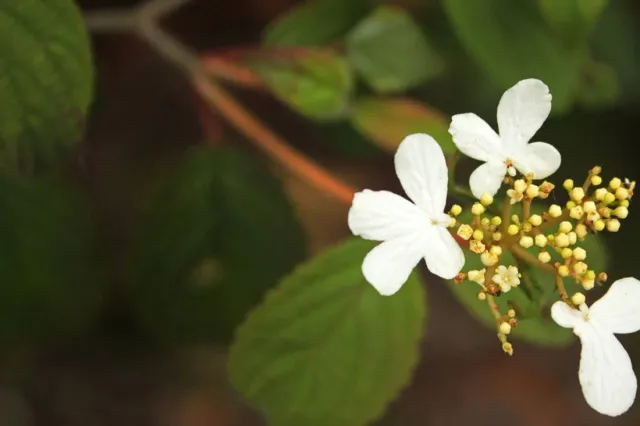 flower-3-1100x733.jpg