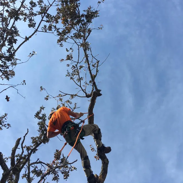 Alpine Tree Co. LLC work photo