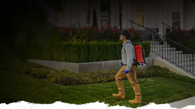 Man wearing protective gear sprays pesticide on lawn in front of residential house with garden