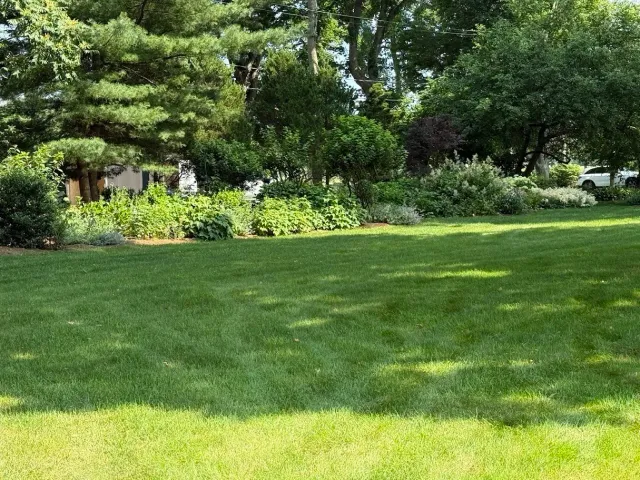 Lush green yard with well-maintained grass, surrounded by various dense trees and bushes in a residential neighborhood.