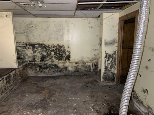 Vanguard Mold Remediation, Inc. work photo