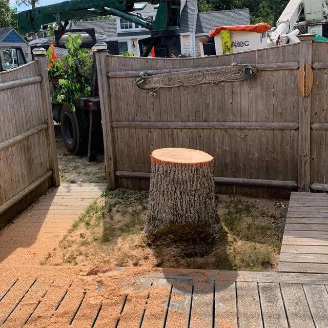 Tree services