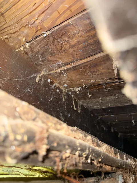 Basement subfloor framing inspection for pests and moisture