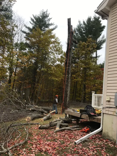 SMK Tree Services work photo
