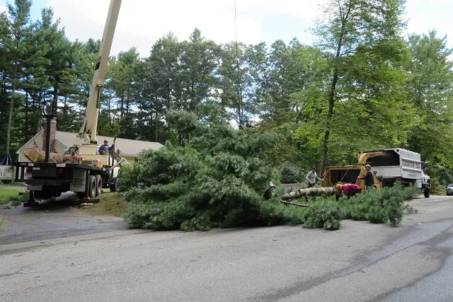 work photo from clearviewtreeserv.com