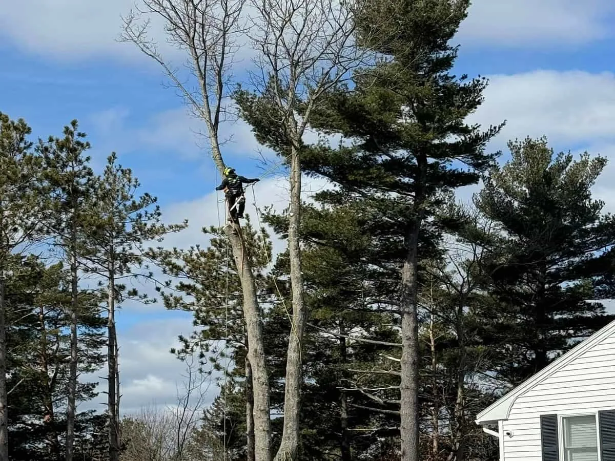 Tree Pruning