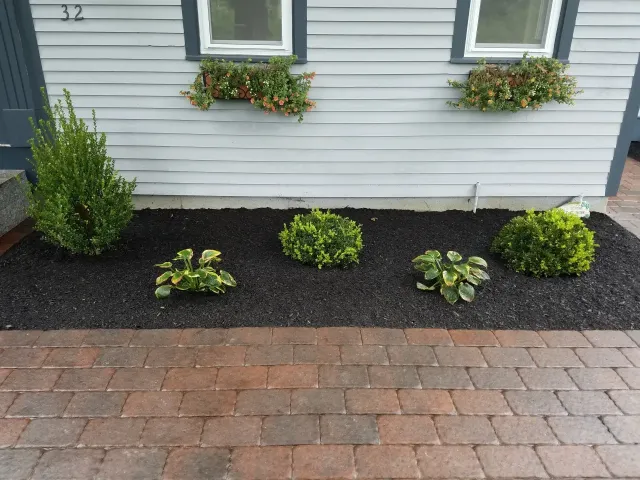 Front of a gray house with flower boxes, shrubs, and a brick walkway bordered by black mulch.