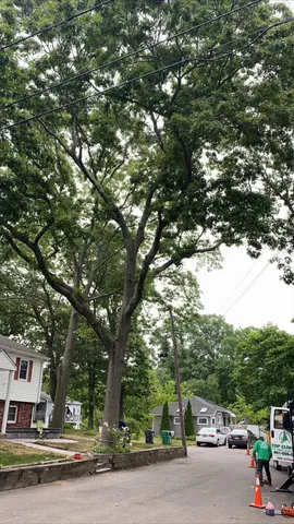 work photo from topclimbertreeservices.com