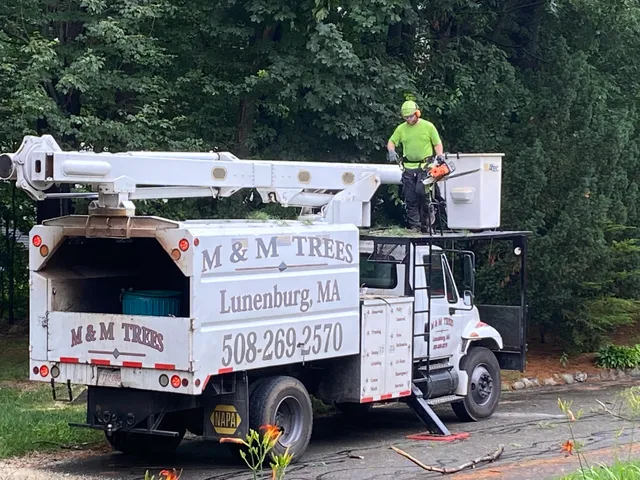 M & M Tree Service work photo