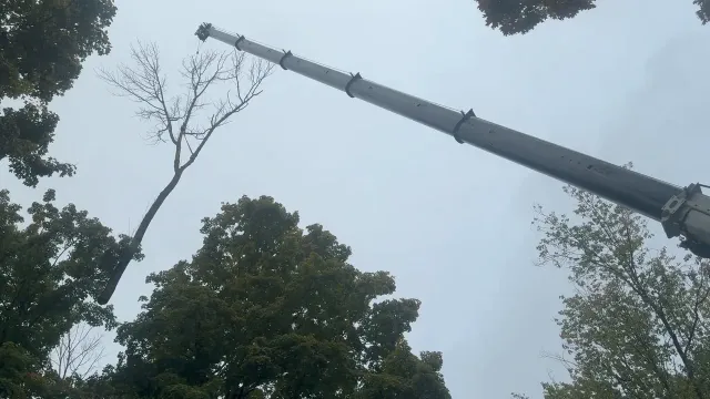 Timber Falls crane lifting a suspended tree section during removal