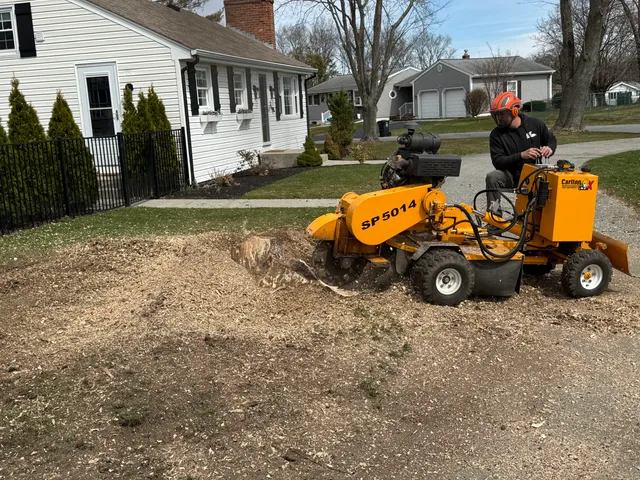 DF Tree LLC work photo