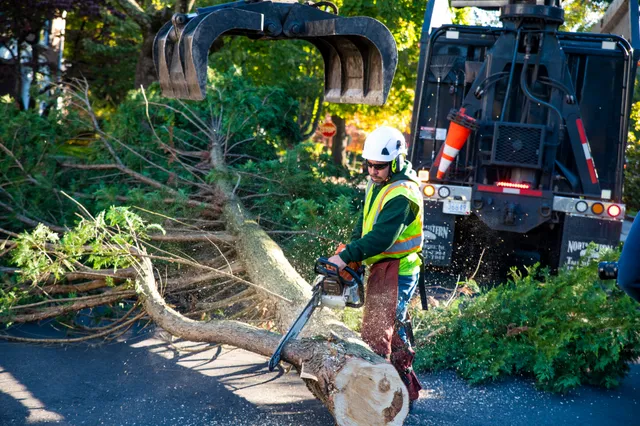 North Eastern Tree Service work photo