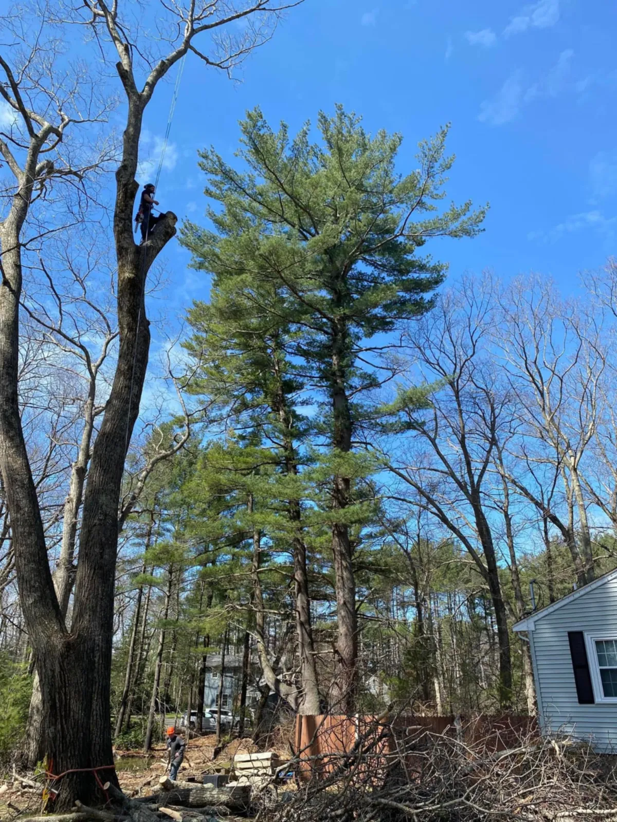 Tims tree & landscaping