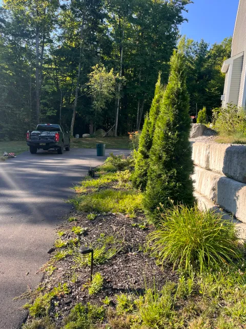 A residential garden with much, plants, and shrubs
