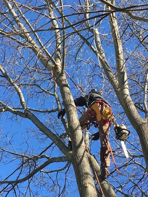 Branch Manager Tree Service