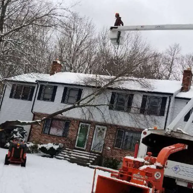 Town and Country Tree Service work photo