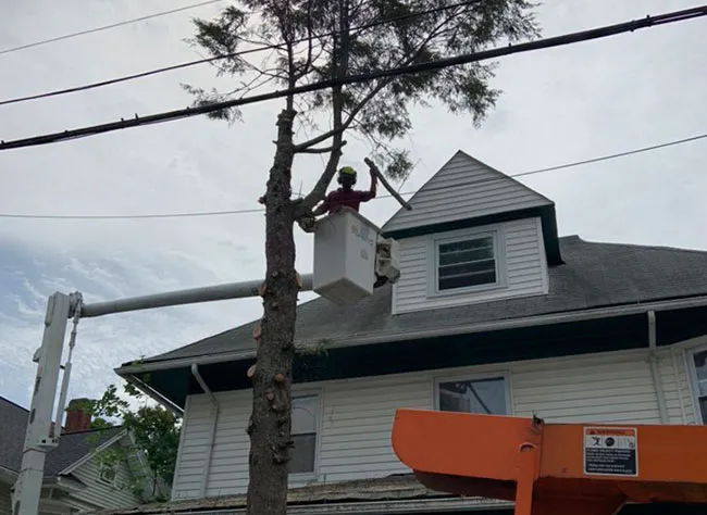 work photo from franktreeservicesandlandscapinginc.us