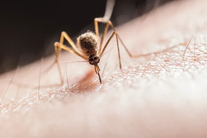Macro photograph of a mosquito on skin