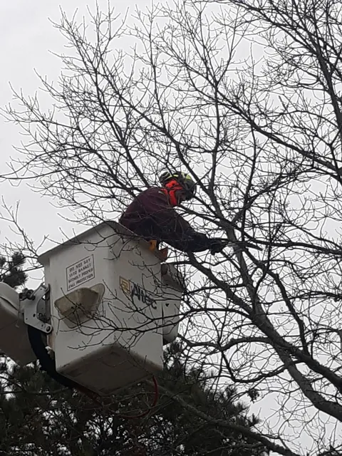 Altura Tree Service work photo